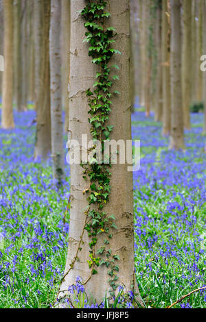 Close up d'un tronc d'arbre couvert de lierre encadré par les jacinthes en fleurs violet dans la Hallerbos forest Halle Belgique Europe Banque D'Images