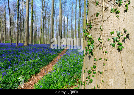 Tapis de jacinthes en fleurs pourpre encadrée par des troncs d'arbres Séquoia dans la Hallerbos forest Halle Belgique Europe Banque D'Images