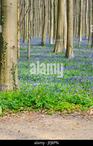 Tapis de jacinthes en fleurs pourpre encadrée par des troncs d'arbres Séquoia dans la Hallerbos forest Halle Belgique Europe Banque D'Images