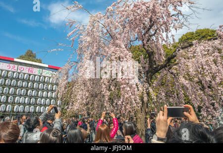 Le Japon, la ville de Tokyo, quartier de Ueno, le parc Ueno, fleurs de cerisier Banque D'Images