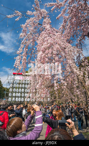 Le Japon, la ville de Tokyo, quartier de Ueno, le parc Ueno, fleurs de cerisier Banque D'Images