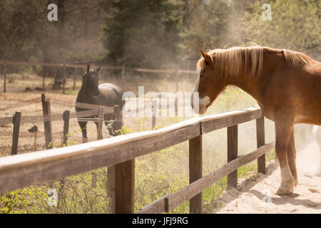 Chevaux à la clôture dans une journée ensoleillée, sur un fond de forêt verte Banque D'Images