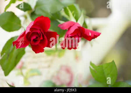 Avec des roses rose arrosoir à motifs, à l'extérieur dans le jardin Banque D'Images