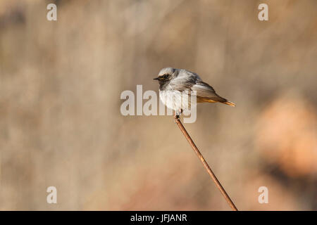 Parc National du Stelvio, Lombardie, Italie, Rougequeue noir, Banque D'Images