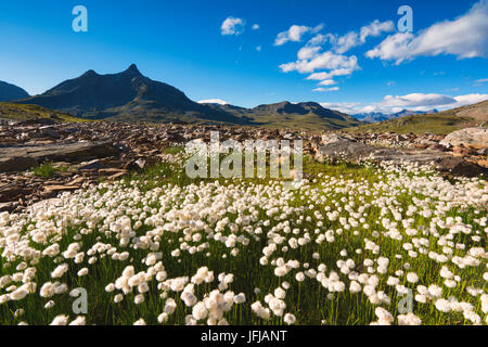 La prolifération d'herbe à coton de Gavia, province de Brescia, Lombardie, Italie, Banque D'Images