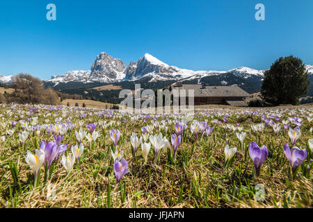 Alpe di Siusi / Seiser Alm, Dolomites, Tyrol du Sud, Italie, le crocus au printemps fleurissent sur l'Alpe di Siusi / Seiser Alm Banque D'Images