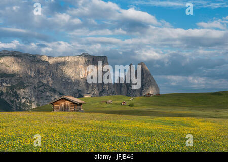 Alpe di Siusi / Seiser Alm, Dolomites, Tyrol du Sud, Italie, un pré plein de fleurs sur l'Alpe di Siusi / Seiser Alm, dans l'arrière-plan les sommets de Sciliar/Schlern Banque D'Images