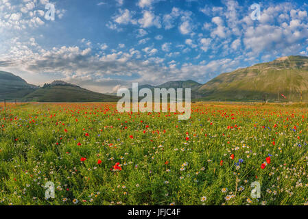 Paysage en fleurs en Piano Grande de Castelluccio di Norcia, Monti SIbillini NP, Ombrie, Italie Banque D'Images