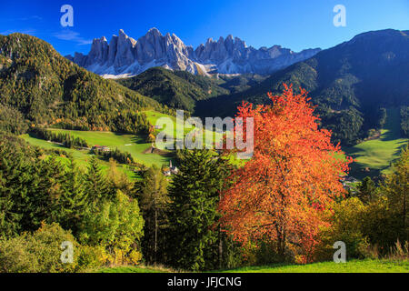 Les arbres aux couleurs automnales le groupe des châssis Odle et le village de Saint Magdalena Funes Dolomites Tyrol du Sud Vallée Italie Europe Banque D'Images