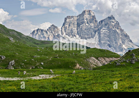 Mondeval, Val Fiorentina, Belluno, Dolomites, Vénétie, Italie, le Mont Pelmo et Mondeval Banque D'Images