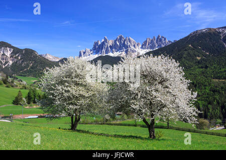 L'Odle en arrière-plan amélioré par la floraison des arbres, la vallée de Funes, le Tyrol du Sud Dolomites Italie Europe Banque D'Images