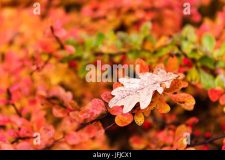 Chêne rouge et jaune les feuilles des arbres tomber sur terre à l'automne. Photo extérieur sans filtres. Superbe arrière-plan. Banque D'Images