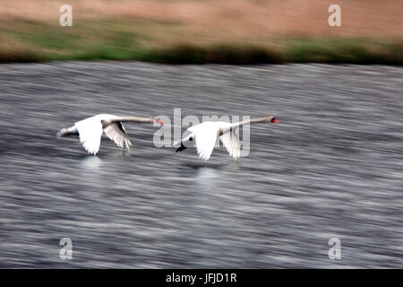 Deux cygnes chase sur l'eau dans la réserve naturelle de Pian di Spagna, Valtellina, Lombardie, Italie Europe Banque D'Images