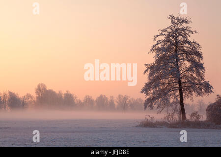 Torre Pallavicina, Oglio parc nord, province de Bergame, Lombardie, Italie, un arbre solitaire dans la vallée du Po lors d'un lever du soleil d'hiver Banque D'Images