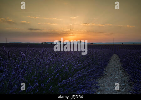 Raws lavande avec des arbres au coucher du soleil, Plateau de Valensole, Alpes de Haute Provence, Provence-Alpes-Côte d'Azur, France, Europe, Banque D'Images