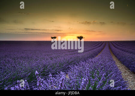 Raws lavande avec des arbres au coucher du soleil, Plateau de Valensole, Alpes de Haute Provence, Provence-Alpes-Côte d'Azur, France, Europe, Banque D'Images