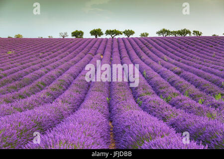 Raws lavande et d'arbres, Plateau de Valensole, Alpes de Haute Provence, Provence-Alpes-Côte d'Azur, France, Europe, Banque D'Images