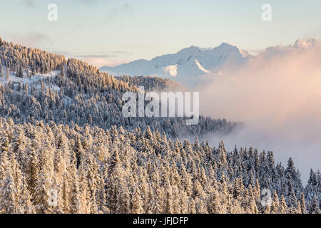 Pins couverts de neige et de dolomites sur l'arrière-plan, le Passo delle Erbe, Bolzano, Trentin-Haut-Adige - Sudtirol, Italie, Europe, Banque D'Images