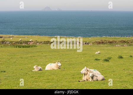 Moutons sur l'herbe le long de l'anneau de Skellig Skellig Michael et sur le fond, l'anneau de Skellig, Co, Kerry, Munster, Irlande, Europe Banque D'Images