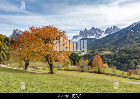 D'automne deux cerisiers avec Odle Dolomites en arrière-plan, Santa Maddalena, Funes, Bolzano, Trentin-Haut-Adige - Sudtirol, Italie, Europe, Banque D'Images