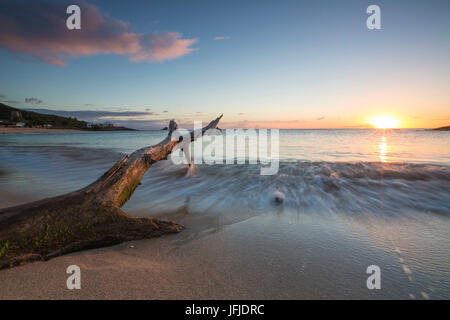 Tronc d'arbre sur la plage encadrée par le coucher du soleil des caraïbes d'Eretmochelys imbricata à Bay Antigua-et-Barbuda Antilles Îles sous le vent Banque D'Images