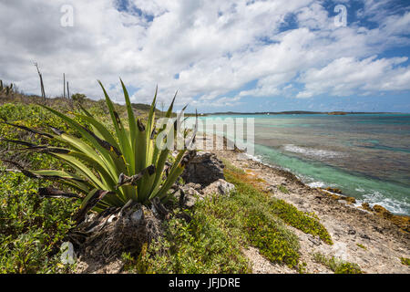 Les plantes vertes et l'eau turquoise de la mer des Caraïbes de l'île Green Antigua-et-Barbuda Antilles île sous le vent Banque D'Images