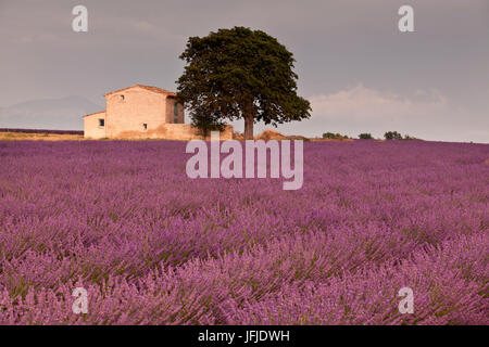 Plateau de Valensole, Provence, France, une vieille ferme provençale entre les fleurs de lavande Banque D'Images