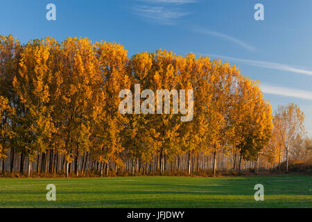 Caselle Landi, province de Lodi, en Lombardie, Italie, un bois de peupliers en automne, Banque D'Images