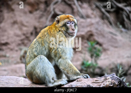 Macaque de Barbarie (Macaca sylvanus), à l'Ouzoud au Maroc Banque D'Images