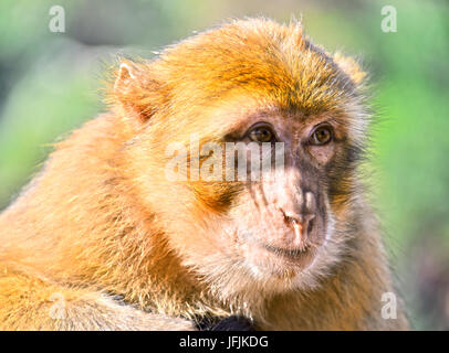 Macaque de Barbarie (Macaca sylvanus) Banque D'Images