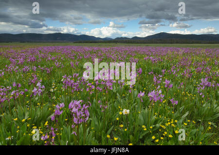 Shooting Star (Dodecatheon conjugens) fleurs sauvages fleurissent dans Elk Meadows, Maryland National Forest Salmon-Challis Banque D'Images