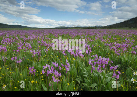 Shooting Star (Dodecatheon conjugens) fleurs sauvages fleurissent dans Elk Meadows, Maryland National Forest Salmon-Challis Banque D'Images