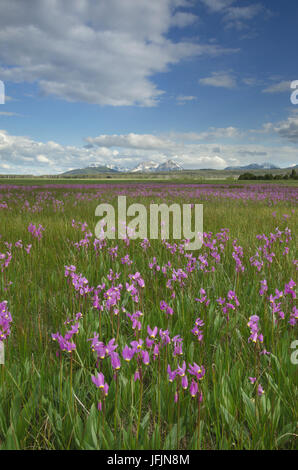 Shooting Star (Dodecatheon conjugens) fleurs sauvages fleurissent dans Elk Meadows, Maryland National Forest Salmon-Challis Banque D'Images