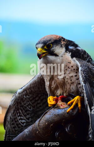 Le faucon pèlerin se percher sur falconer's glove Banque D'Images