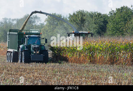 L'ensileuse maïs avec le tracteur à la récolte de maïs Banque D'Images