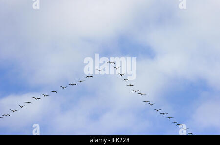 Grues Cendrées en vol formation au passage d'oiseaux Banque D'Images