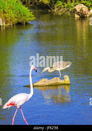 Héron gris et rose flamingo dans delta du Rhône Banque D'Images