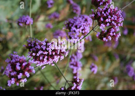 Verbena Bonariensis en fleur Banque D'Images