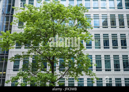 Immeuble de bureaux modernes avec un arbre en face un jour de printemps Banque D'Images