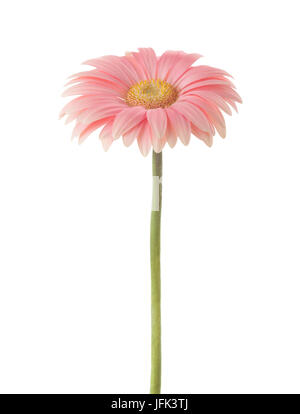 Coral pink gerbera flower isolated on white background. Banque D'Images