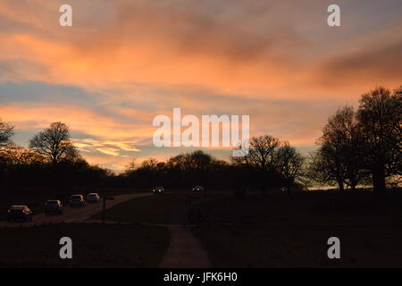 Cerfs à Richmond Park, Londres, Royaume-Uni Le coucher du soleil Banque D'Images