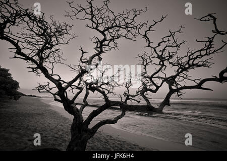 Silhouted arbre mort. Hookaipa Beach. Maui, Hawaii Banque D'Images