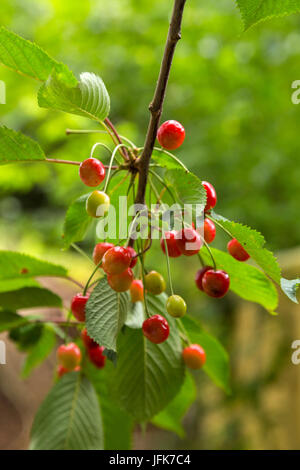 La cerise, Prunus avium, de cerise sauvage, cerise, cerises, growind sauvage sur un arbre dans le Devon Banque D'Images