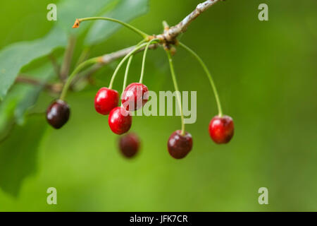 La cerise, Prunus avium, de cerise sauvage, cerise, cerises, growind sauvage sur un arbre dans le Devon Banque D'Images