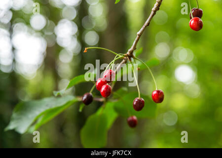 La cerise, Prunus avium, de cerise sauvage, cerise, cerises, poussent à l'état sauvage sur un arbre dans le Devon Banque D'Images