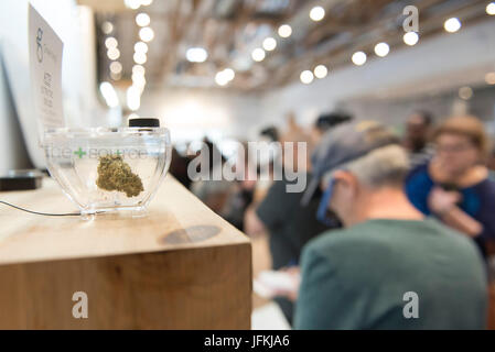 Las Vegas, USA. 1er juillet 2017. un échantillon de la marijuana est affichée à un dispensaire de marijuana de la source pendant le premier jour de l'état ventes la marijuana à des fins récréatives. Les résidents de l'État et les visiteurs de plus de 21 ans sont en mesure d'acheter jusqu'à une once de marijuana flower et 1/8 once de se concentrer. Crédit : Jason/Ogulnik Alamy Live News Banque D'Images