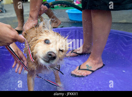 Elkton, Oregon, USA. 1er juillet 2017. Un petit chien est un bain dans une piscine pour enfants au cours d'une levée de fonds pour un organisme sans but lucratif clinique vétérinaire de Roseburg. La configuration a été a été à une micro-brasserie locale et ont bénéficié pour l'amour de pattes, un revenu fondé clinique vétérinaire. Crédit : Robin/Loznak ZUMA Wire/Alamy Live News Banque D'Images