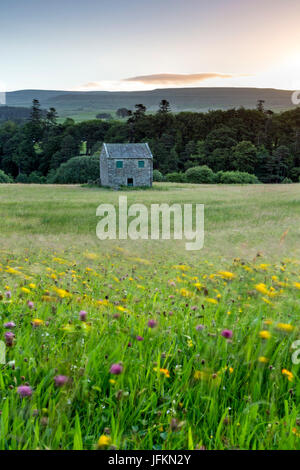 Holwick, Upper Teesdale, comté de Durham. 2 juillet 2017. Météo britannique. Les prairies de fauche traditionnelle de la région de Teesdale dans le North Pennines prennent une qualité picturale comme une forte brise crée des sentiers coloré de fleurs parmi les graminées se balançant. Crédit : David Forster/Alamy Live News Banque D'Images