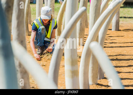 Hampton Court Palace, Londres, Royaume-Uni. 07 juillet, 2017. Pas à vendre jardin par Mark Whyte et Sharmayne Ferguson, de mettre en évidence le commerce illicite de l'ivoire - Préparatifs de la Hampton Court Flower Show, organisé par la Royal Horticultural Society (RHS). Dans le parc de l'hôtel Hampton Court Palace, Londres, 02 Juillet 2017 Crédit : Guy Bell/Alamy Live News Banque D'Images