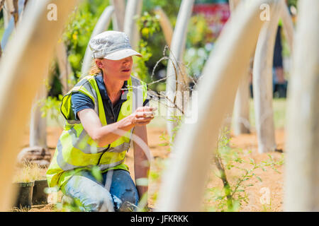 Hampton Court Palace, Londres, Royaume-Uni. 07 juillet, 2017. Pas à vendre jardin par Mark Whyte et Sharmayne Ferguson, de mettre en évidence le commerce illicite de l'ivoire - Préparatifs de la Hampton Court Flower Show, organisé par la Royal Horticultural Society (RHS). Dans le parc de l'hôtel Hampton Court Palace, Londres, 02 Juillet 2017 Crédit : Guy Bell/Alamy Live News Banque D'Images